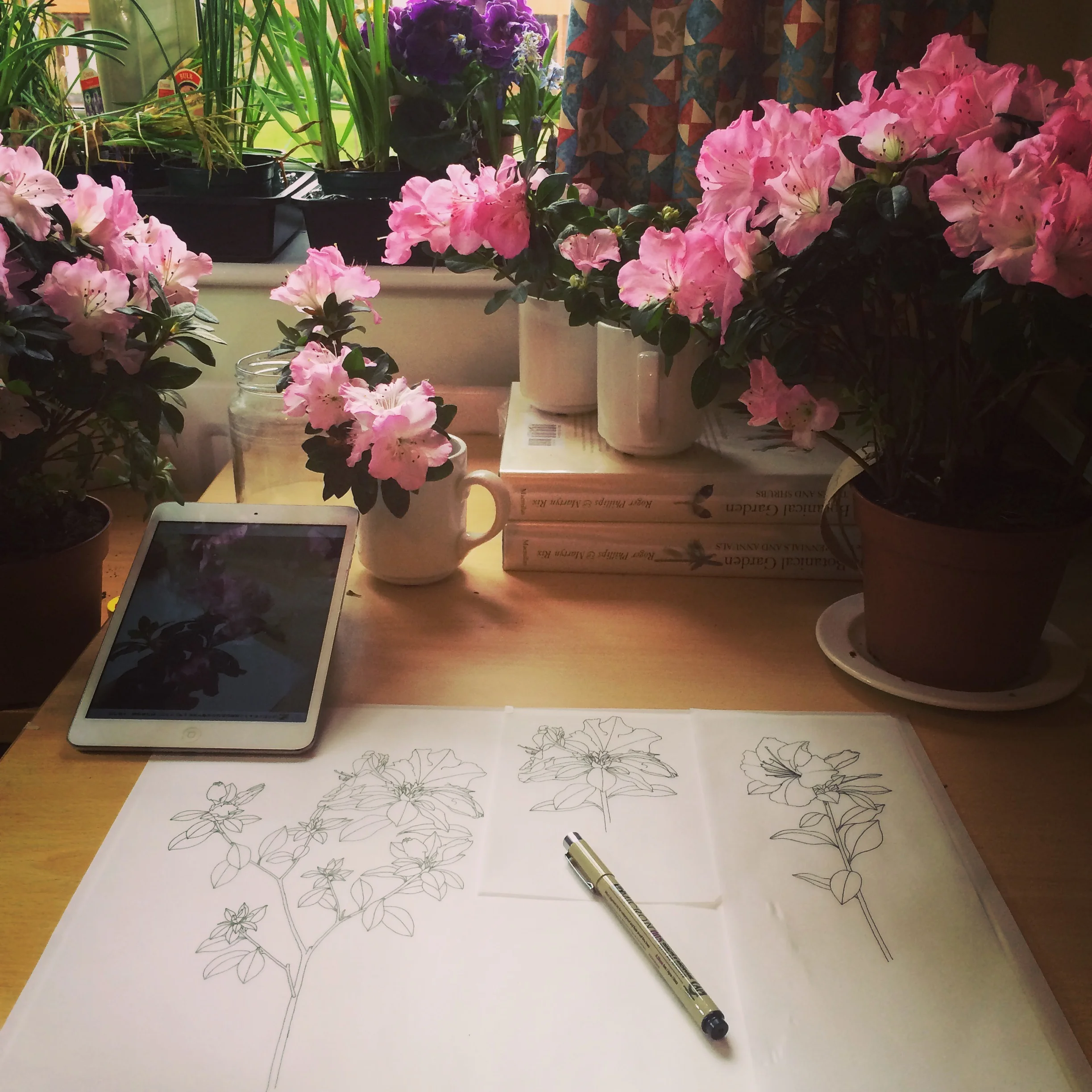 Diploma Portfolio Botanical Illustration — Helen Cousins Botanics