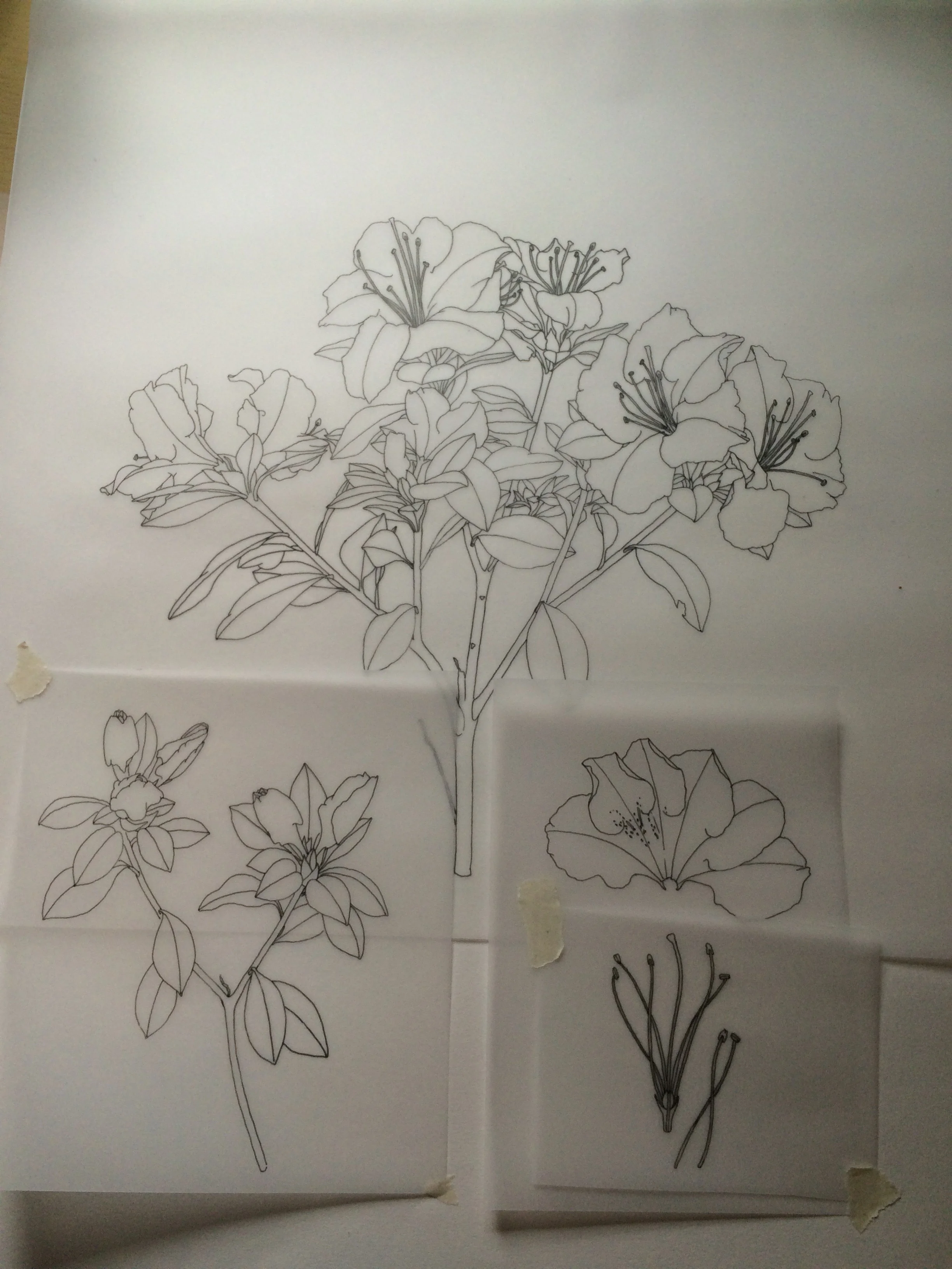 Diploma Portfolio Botanical Illustration — Helen Cousins Botanics