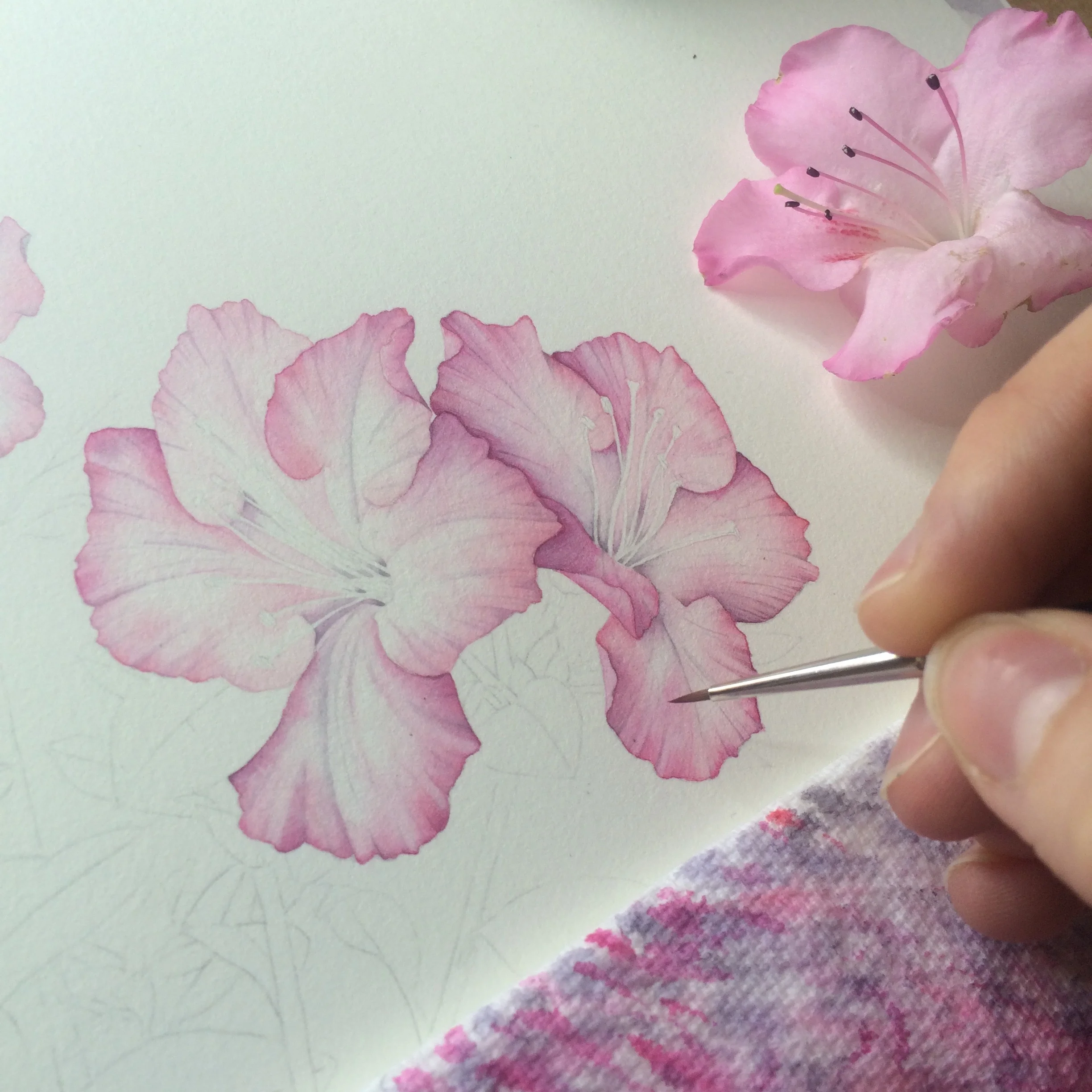 Diploma Portfolio Botanical Illustration — Helen Cousins Botanics