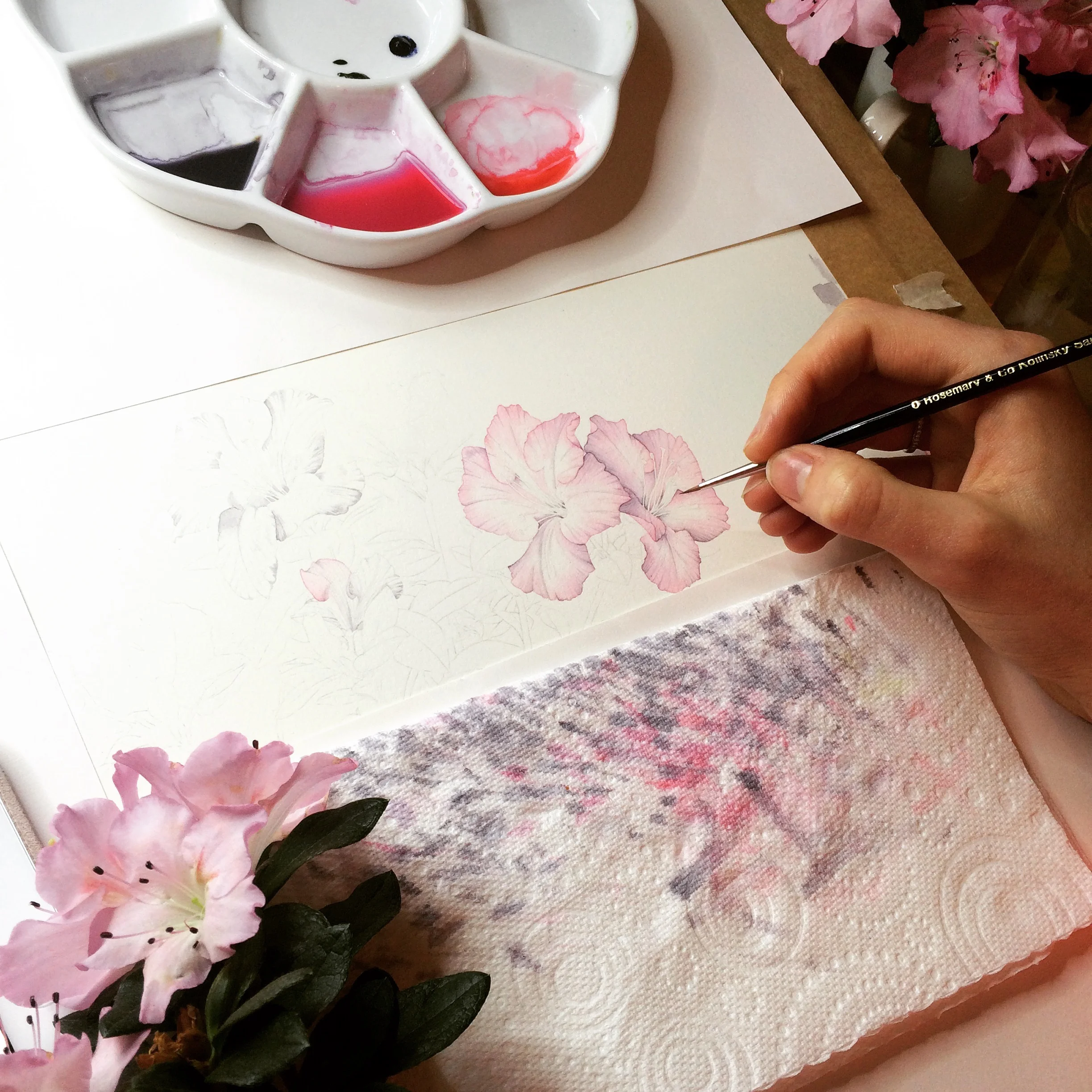 Diploma Portfolio Botanical Illustration — Helen Cousins Botanics