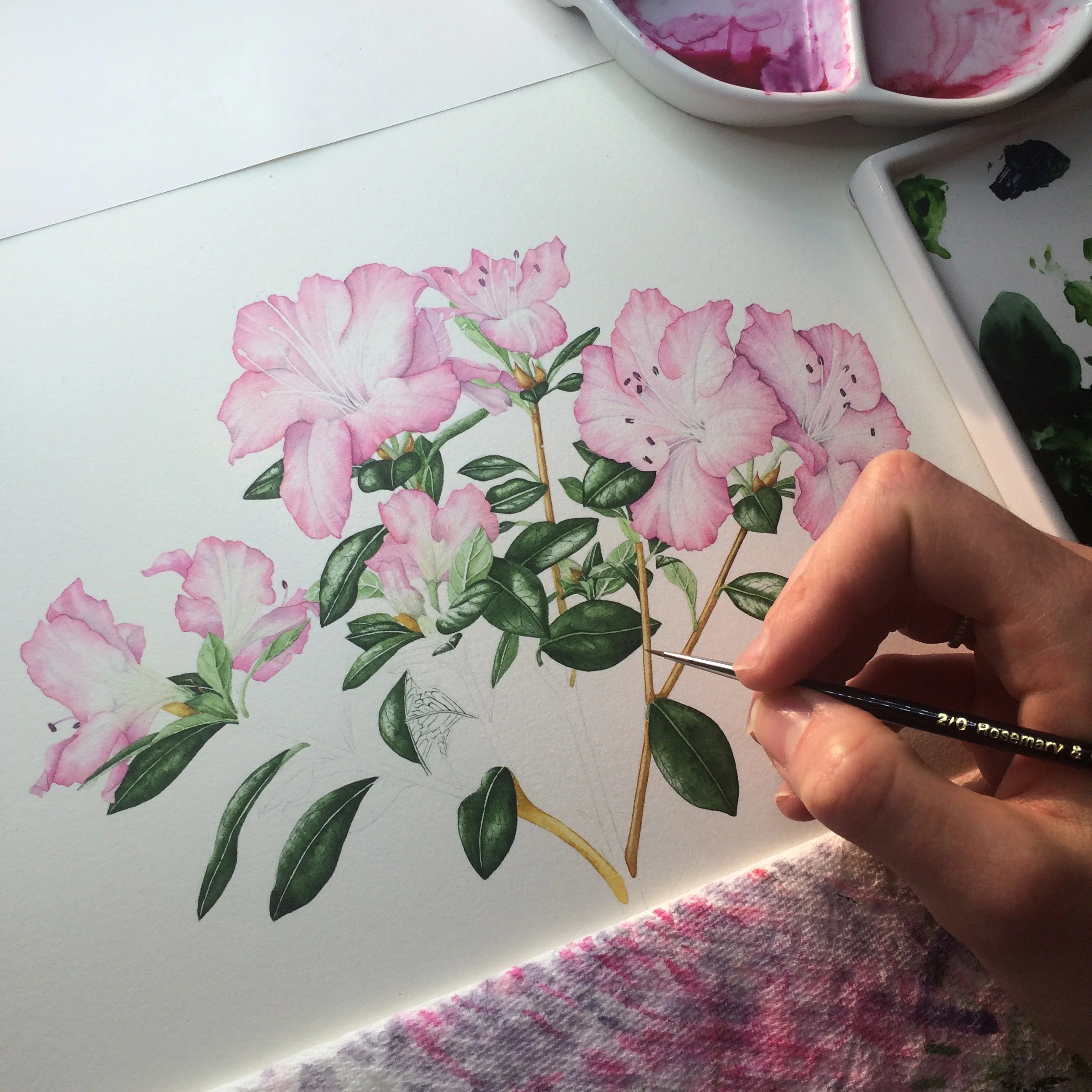 Diploma Portfolio Botanical Illustration — Helen Cousins Botanics