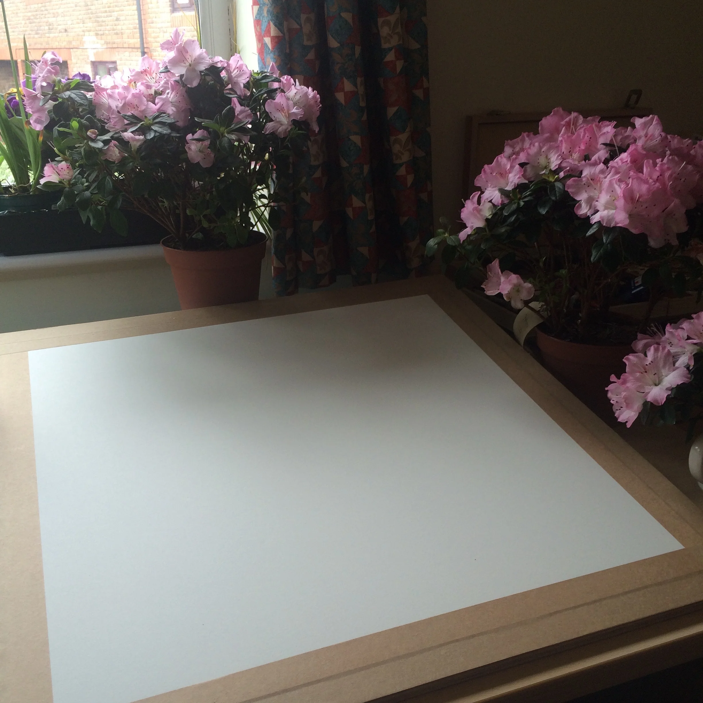 Diploma Portfolio Botanical Illustration — Helen Cousins Botanics