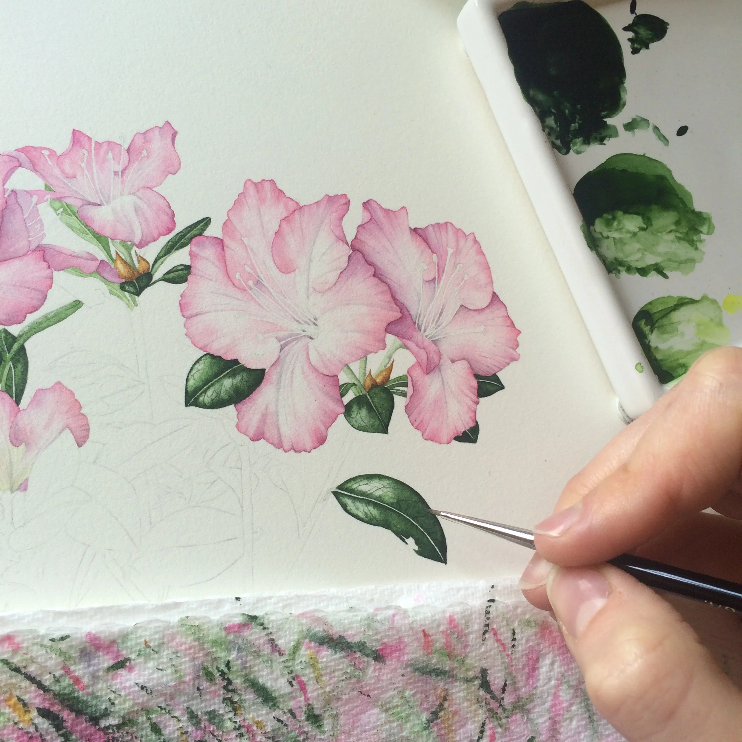 Diploma Portfolio Botanical Illustration — Helen Cousins Botanics