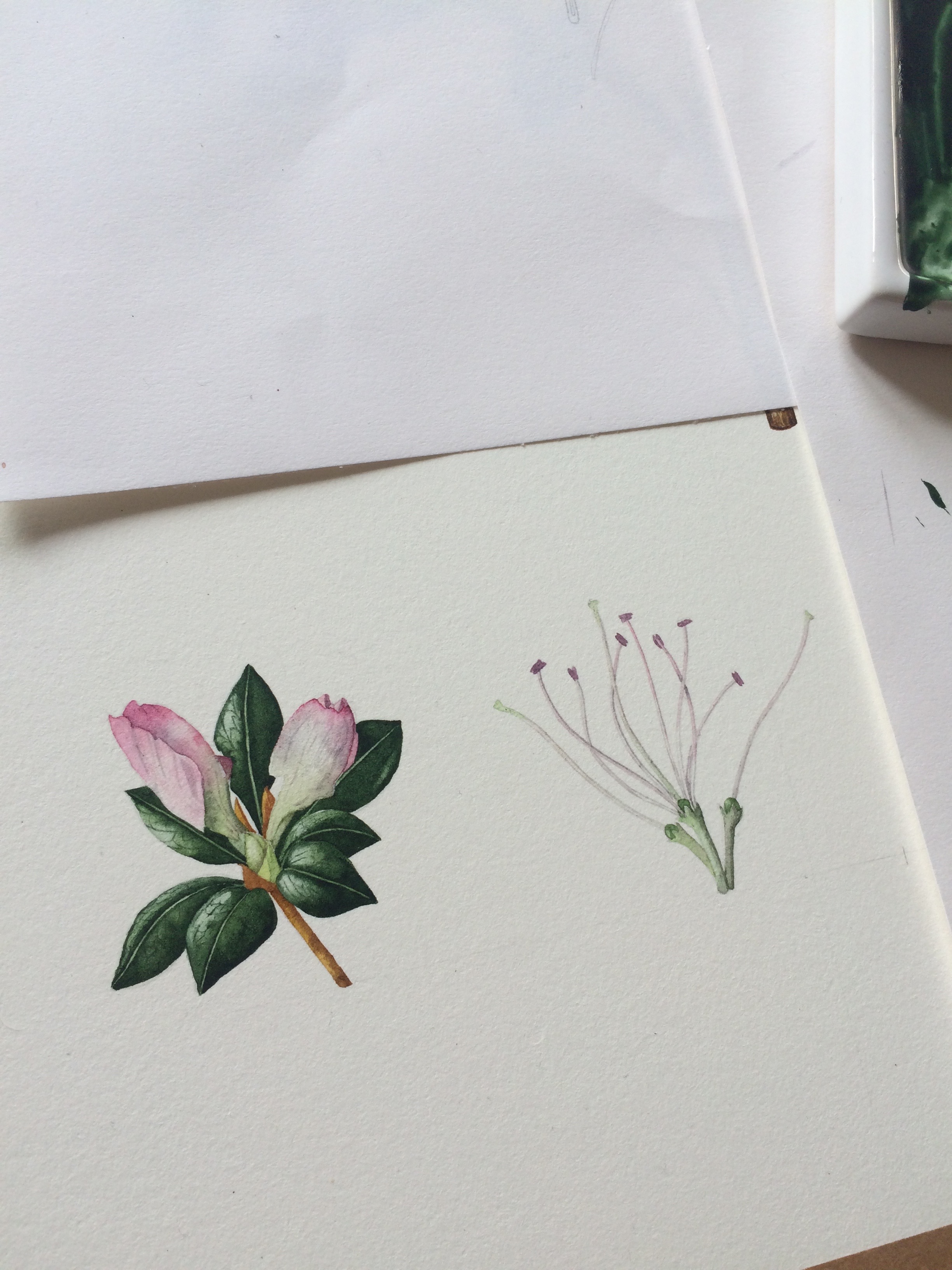 Diploma Portfolio Botanical Illustration — Helen Cousins Botanics
