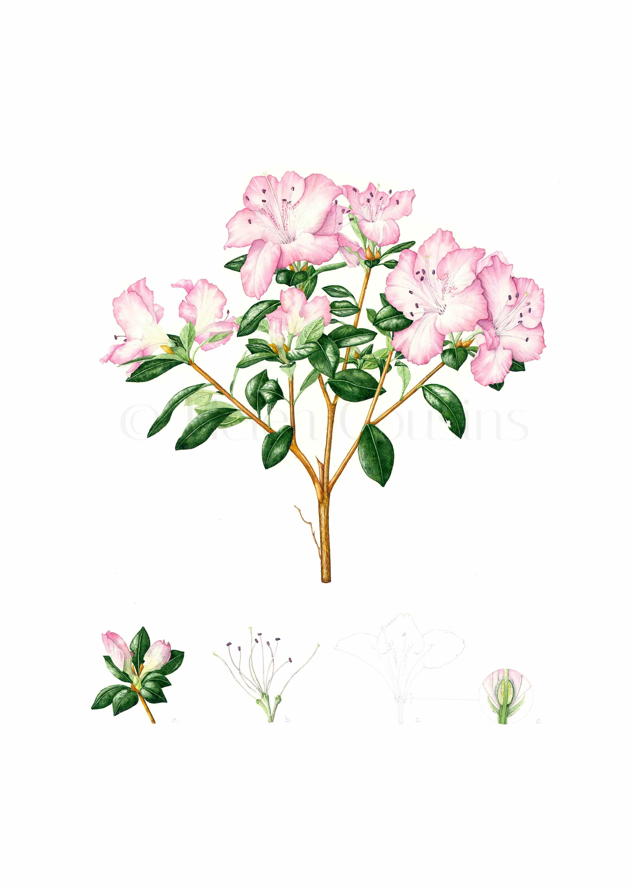 Azalea Drawing Science Diploma Portfolio - Botanical Illustration — Helen Cousins Botanics