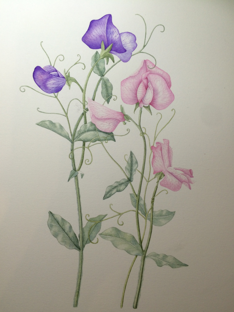 Sweet Pea Illustration.jpeg