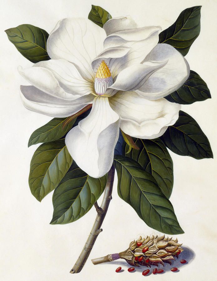 Painting White Flowers — Helen Cousins Botanics