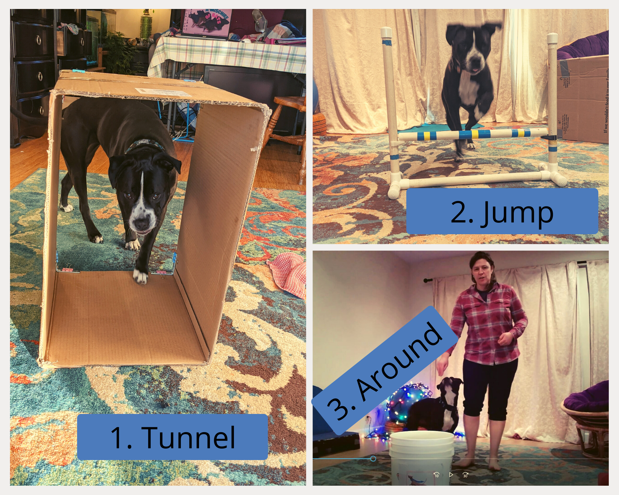 Play Agility and Rally Online! — RocketDog Training
