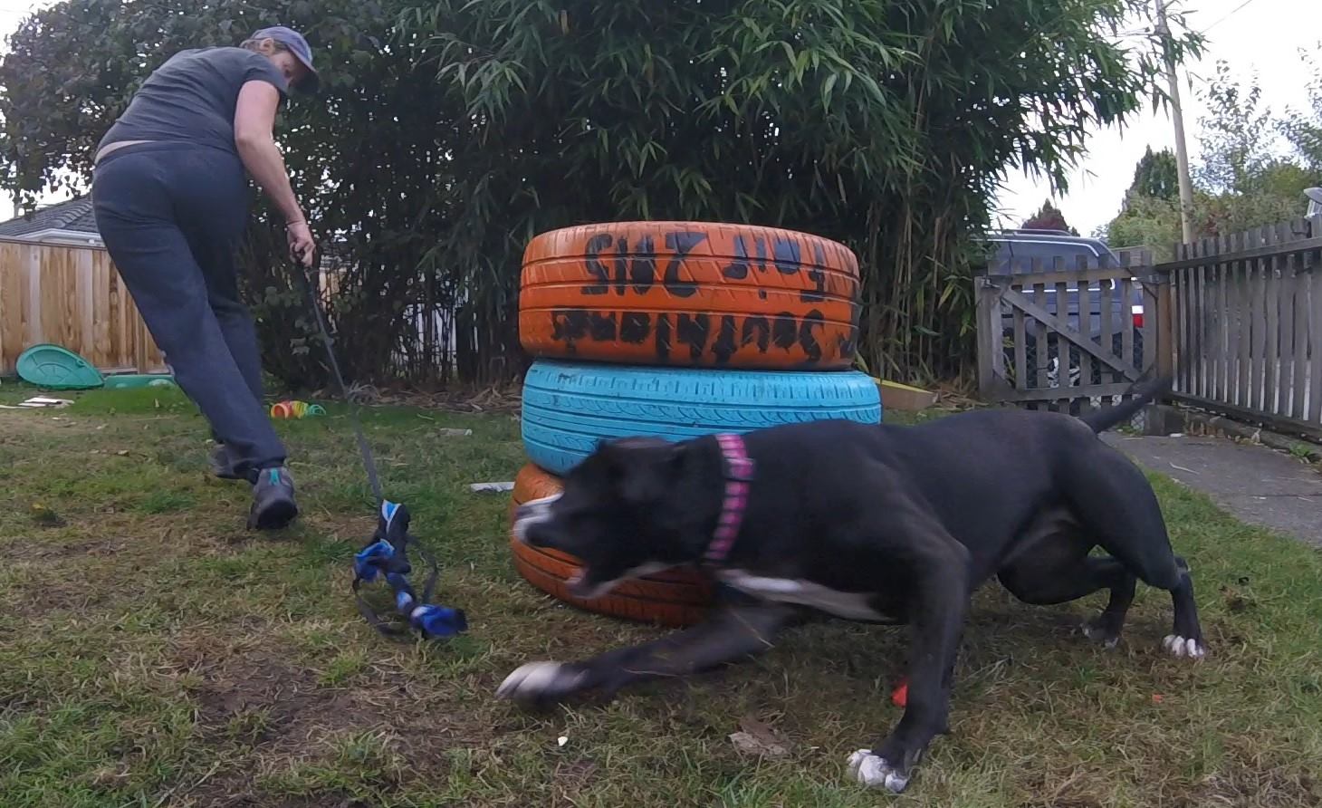 Teaching Dolly to wrap a set of tires in my backyard.