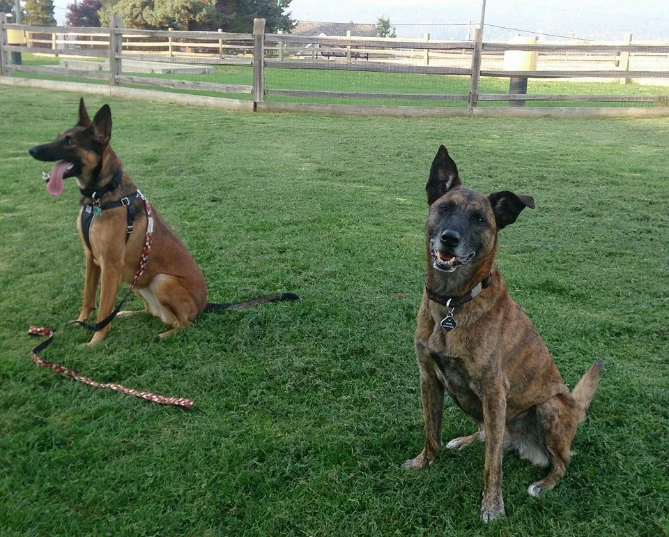 Vegas and a young dog working their sit-stays at the dog park.