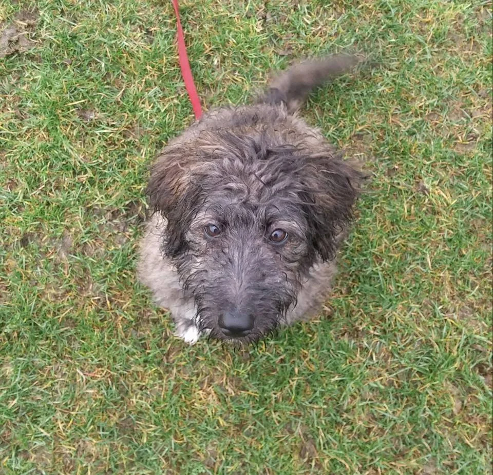 Piper puppy is a border collie poodle x.