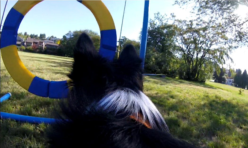 Sherlock with the GoPro camera mounted on his back. 