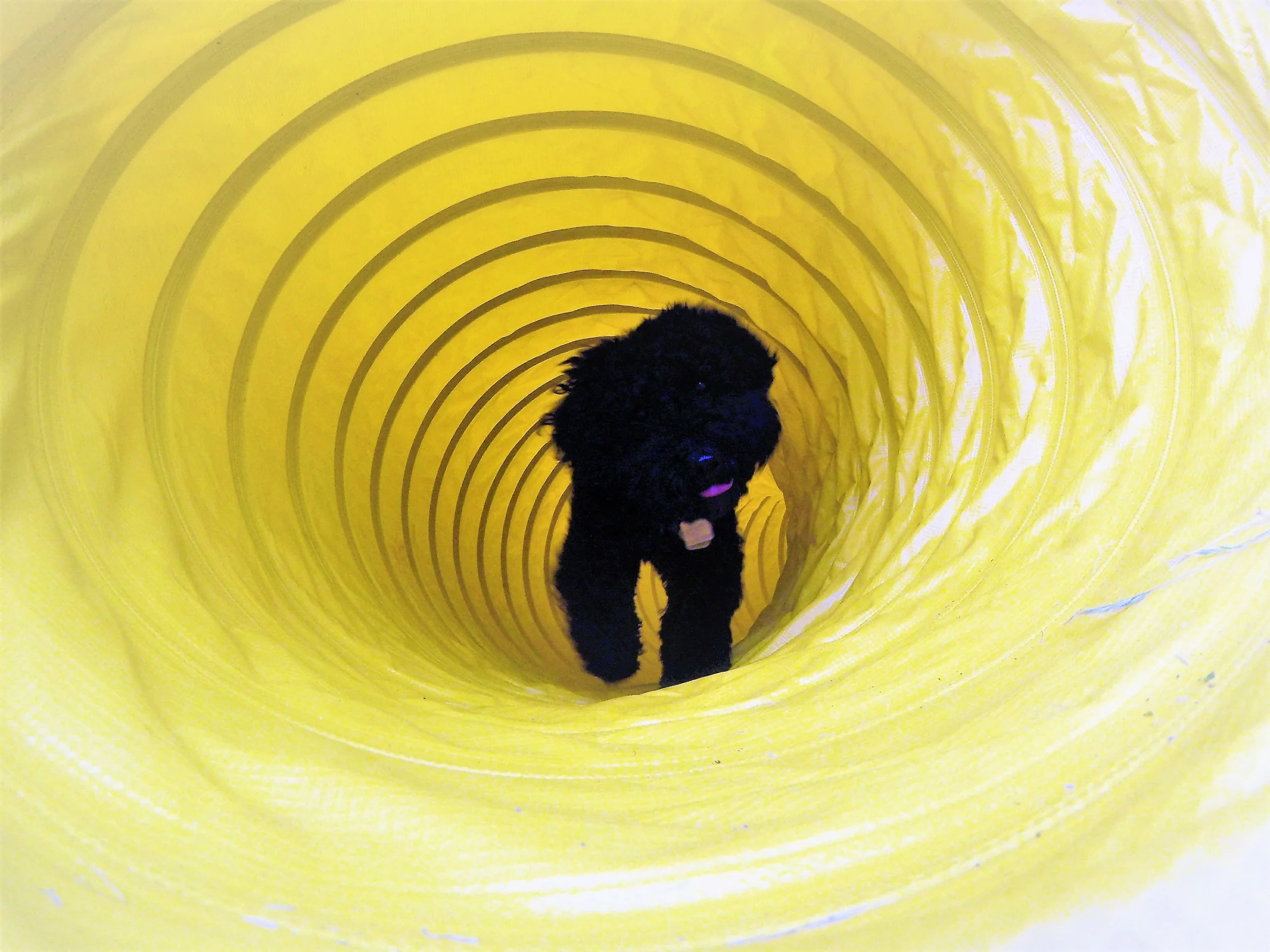 Sadie (doodle x) through the tunnel. 