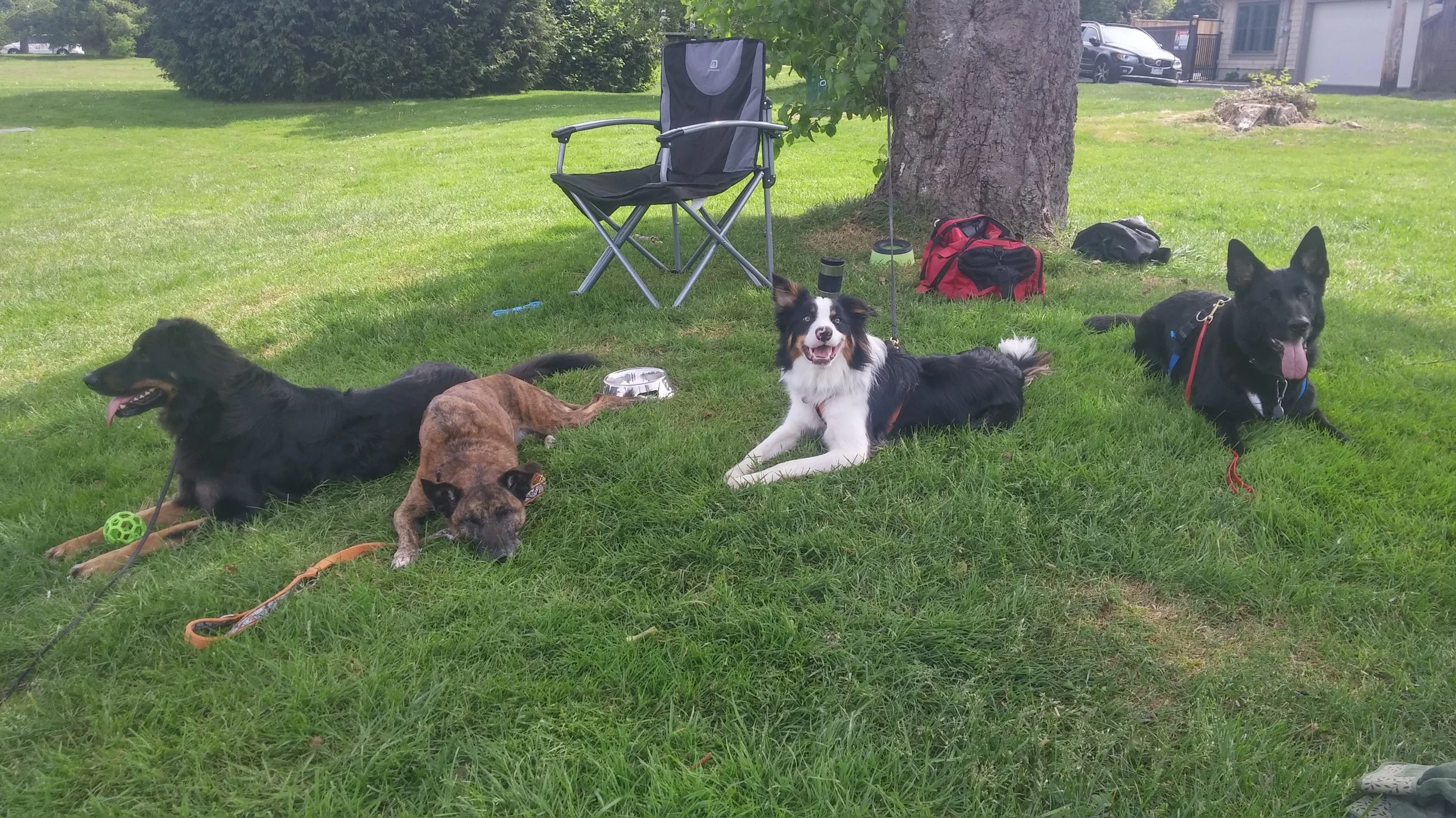 The dogs who I practice advanced agility with. Nula, Vegas, Tell, and Mila. Dolly wasnt our dog when I took this photo in the summer of 2016.