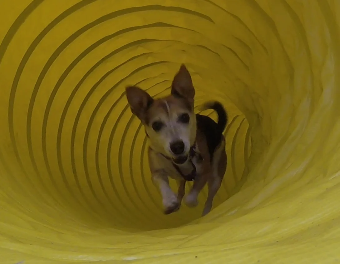 Dora through the tunnel!