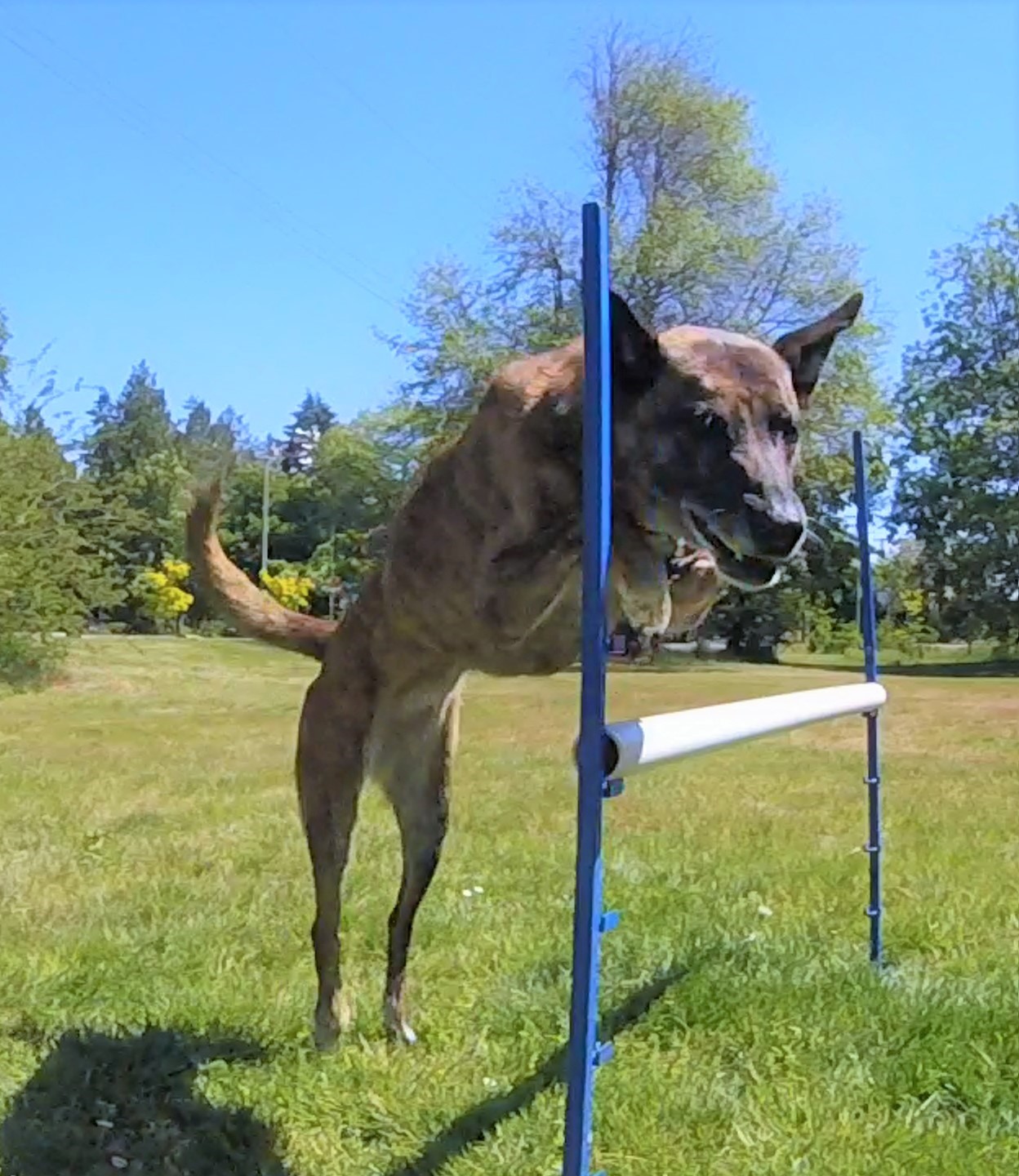 Vegas jumps at Locarno off leash dog park!