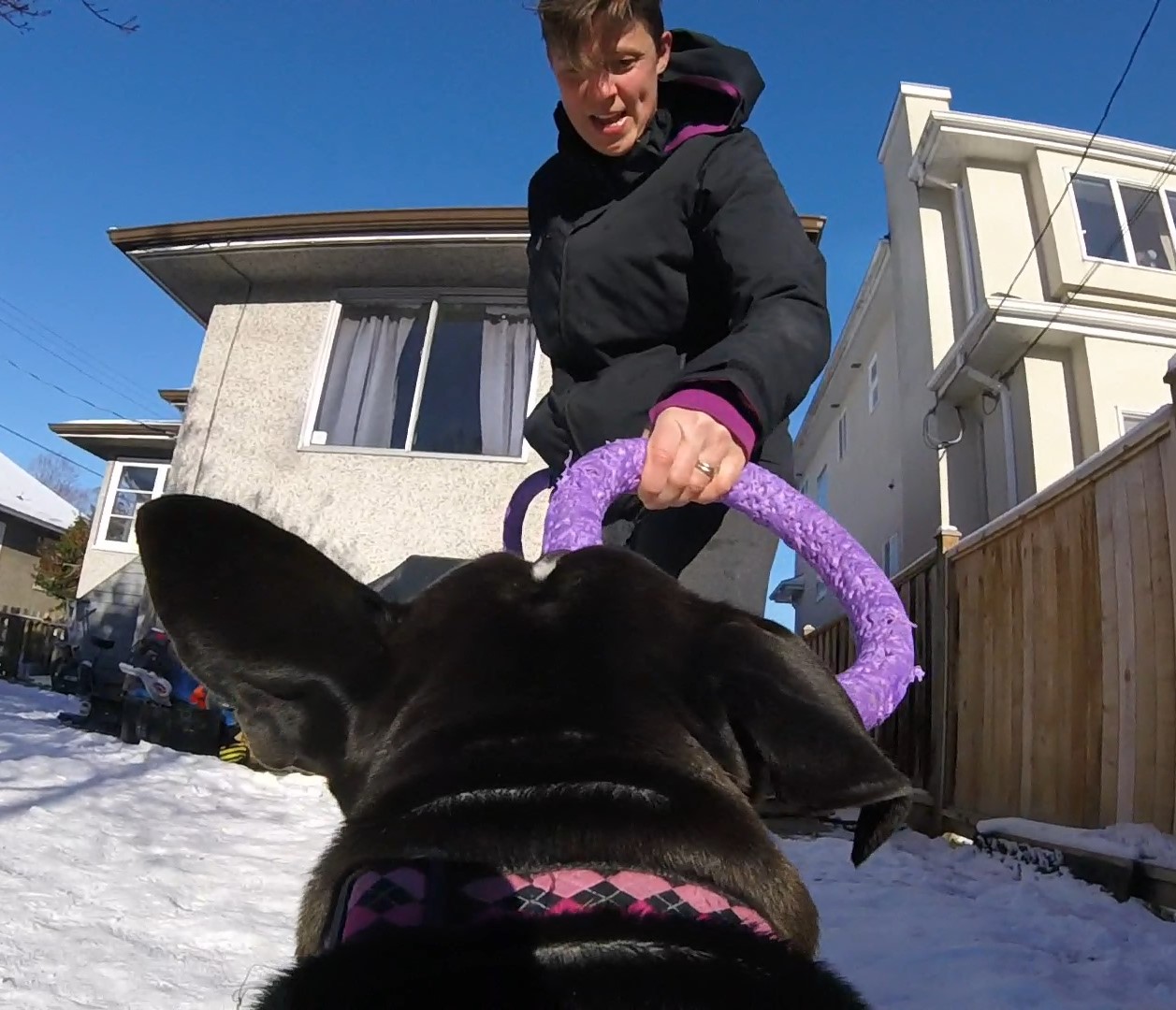 Me playing tug with Dolly and her new PULLER toy.