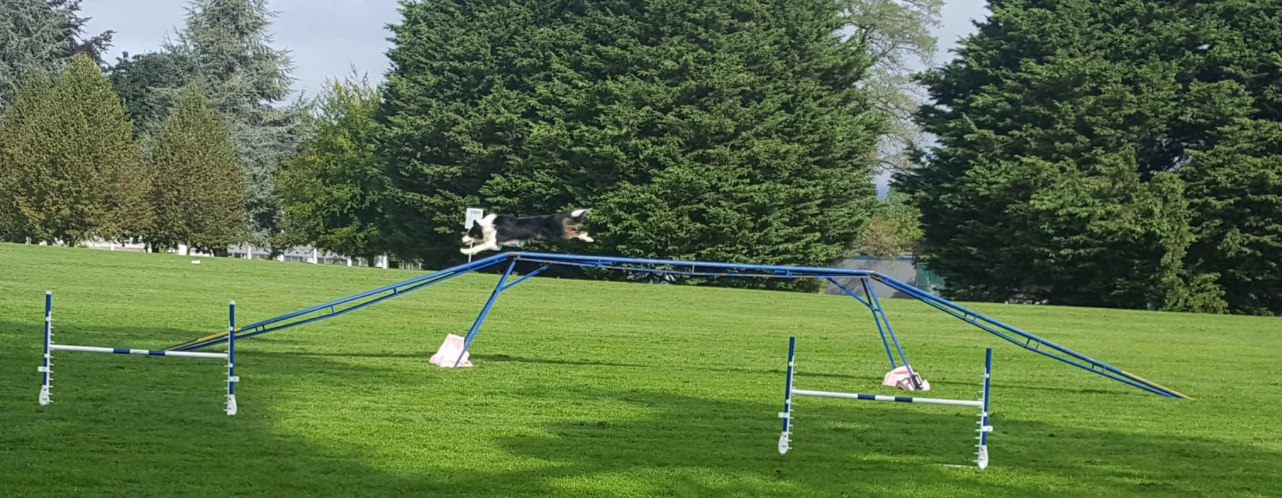 Tell booking it on my dogwalk