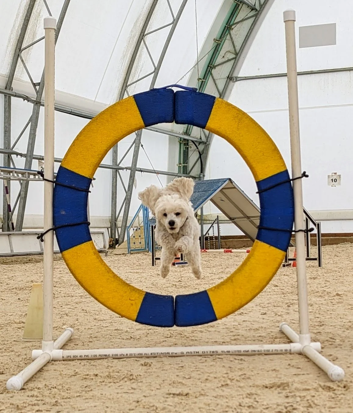 RocketDog Training