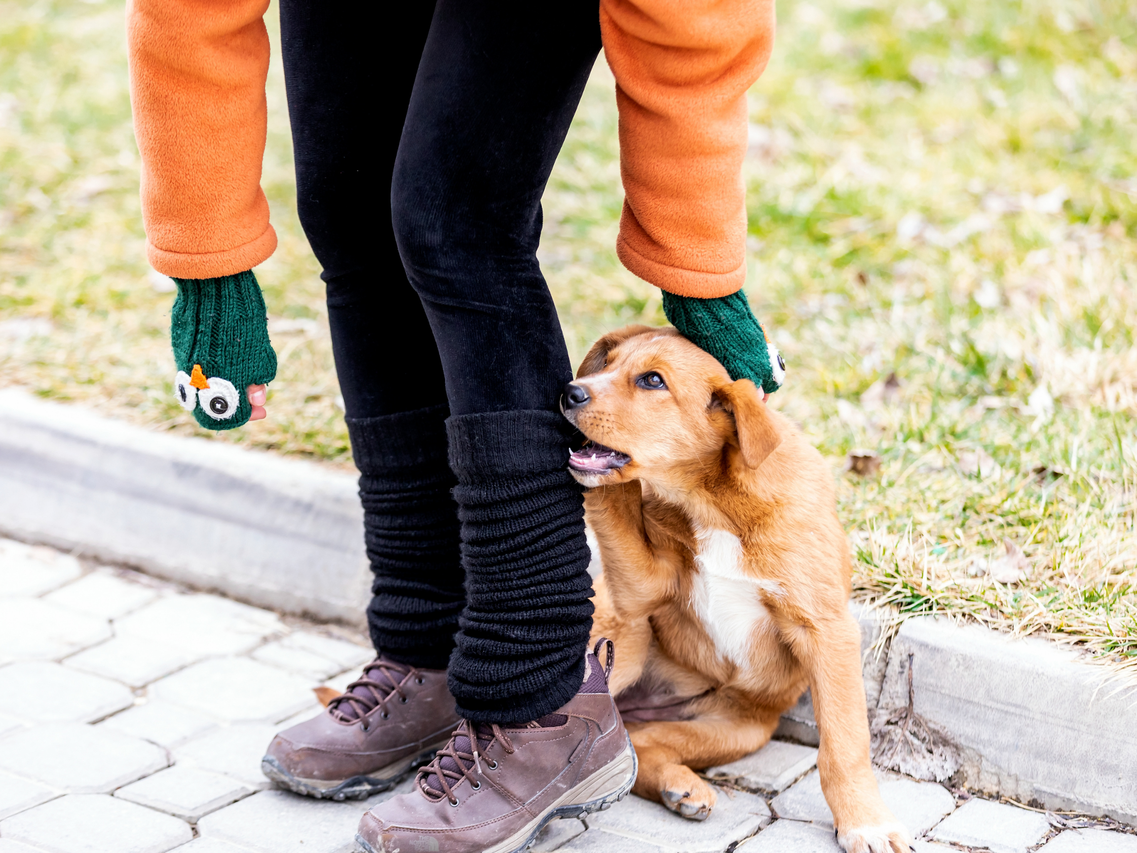 New Puppy Questions — RocketDog Training