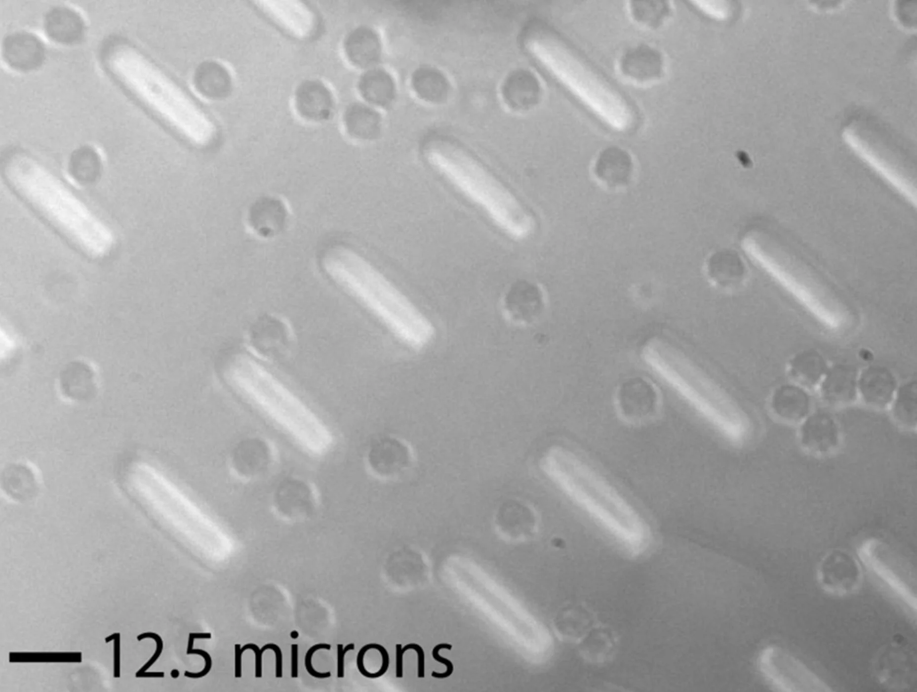 Nanostrips and blood cells