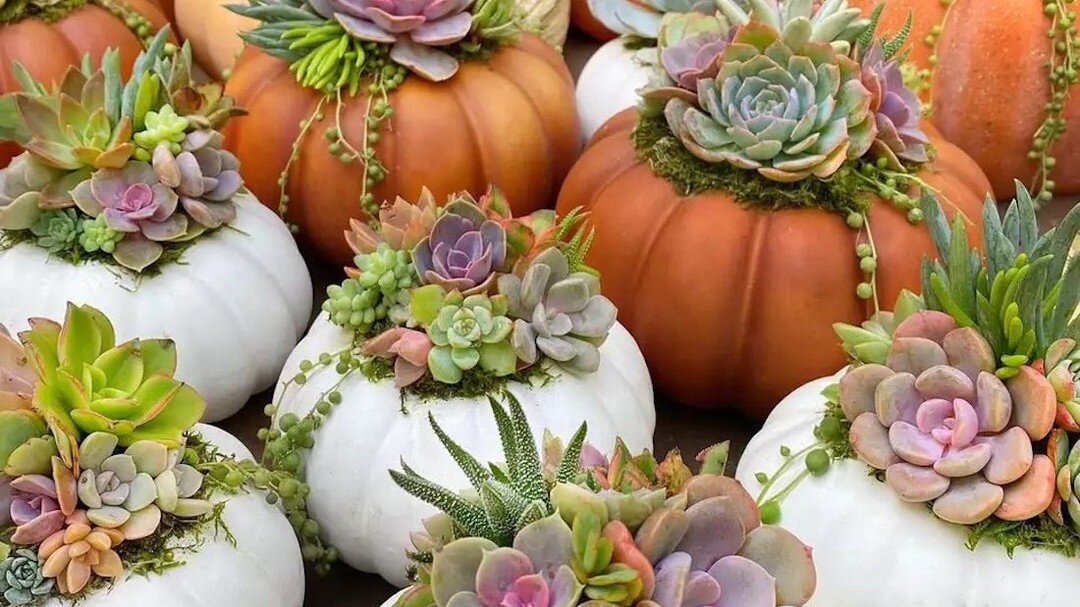 Get your pumpkin on! Join us for a fun DIY with Create &amp; Escape DIY Workshops THIS Friday (9/9)!

Get tickets at https://www.eventbrite.com/e/406374325547

@createandescapediyworkshops