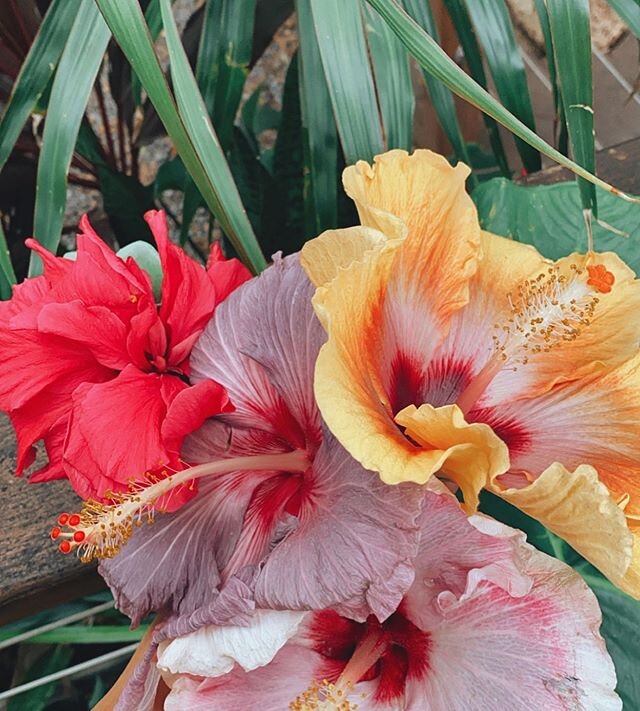 A L O H A  F R I D A Y 🌺☀️
-
-
-
#maui #hawaii #aloha #friday #flowers #colors #photography #photooftheday #tgif