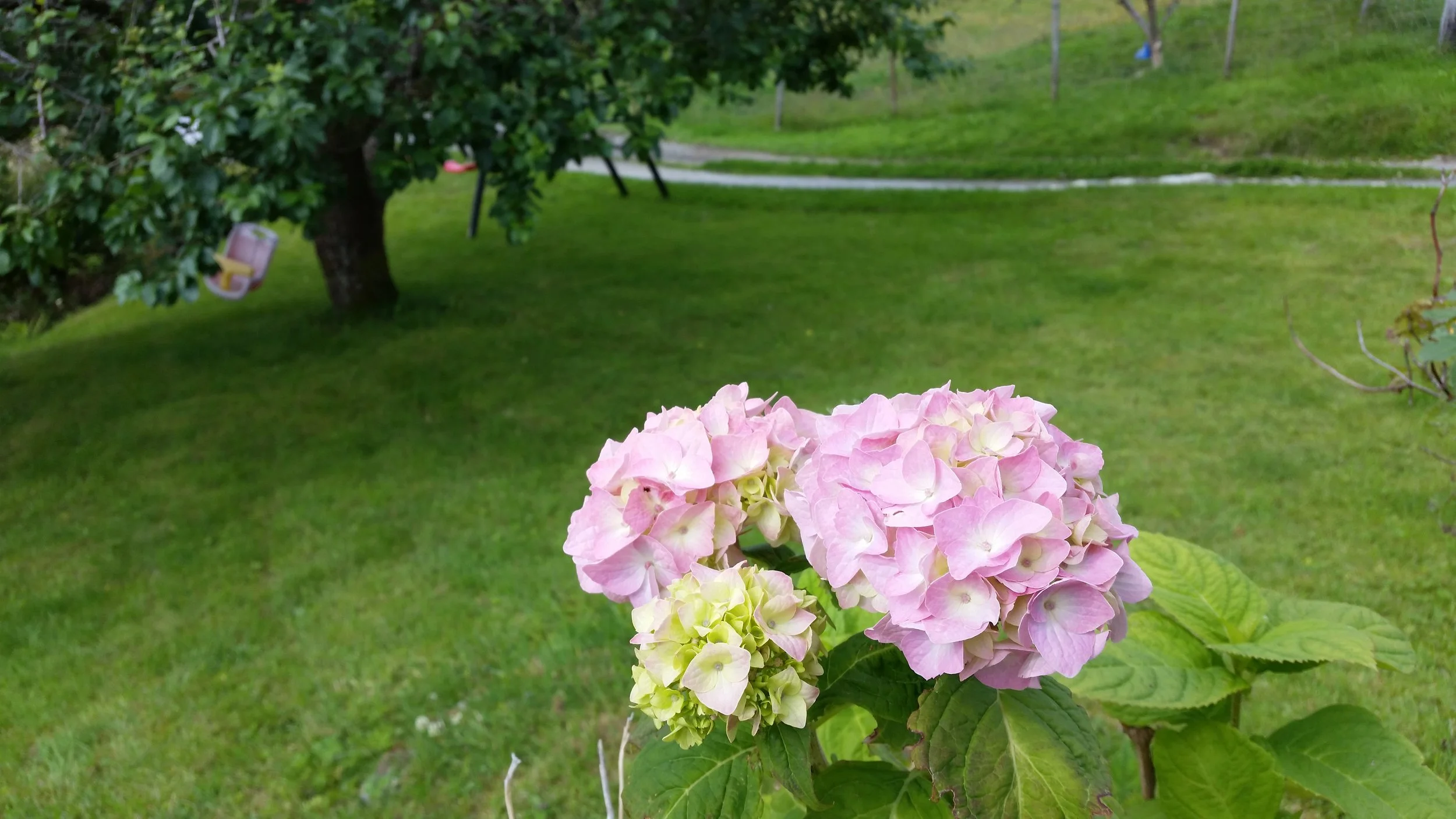 Sommaren 2016
