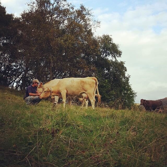 S&aring; magisk det skal bli med beitesesong igjen 💚 
#gardenp&aring;dalland #gardslivet #norwegianfarmer #tysnes #attendesj&aring;ndsblikk #bondelivet #bonde #beitedyr #grassfed #grasf&ocirc;ra #bondebladet #bondevennen #pianofj&oslash;sen #vestlan