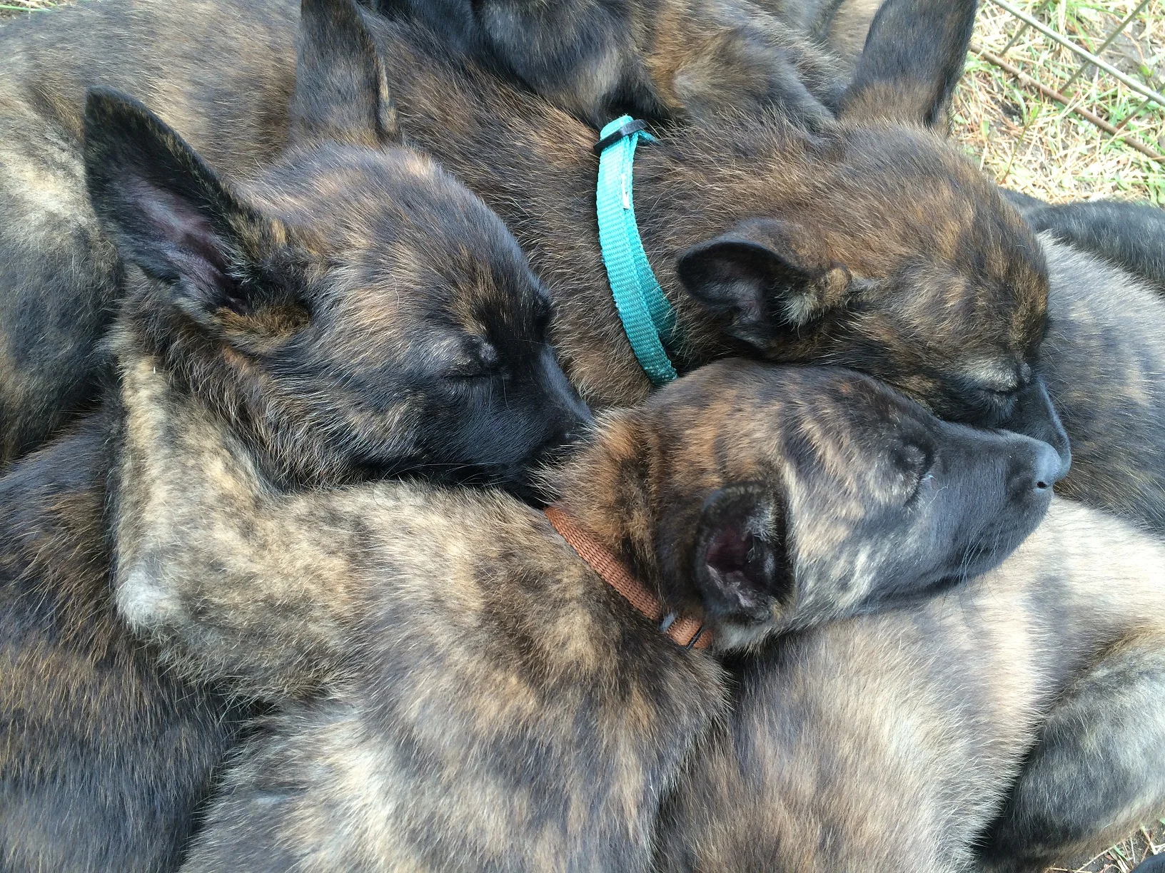 June 2015 - K9 Redden (brown collar) napping with his littermates 