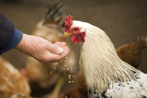 Chicken Training Workshop: Learning theory to strengthen working dog teams (Virginia)