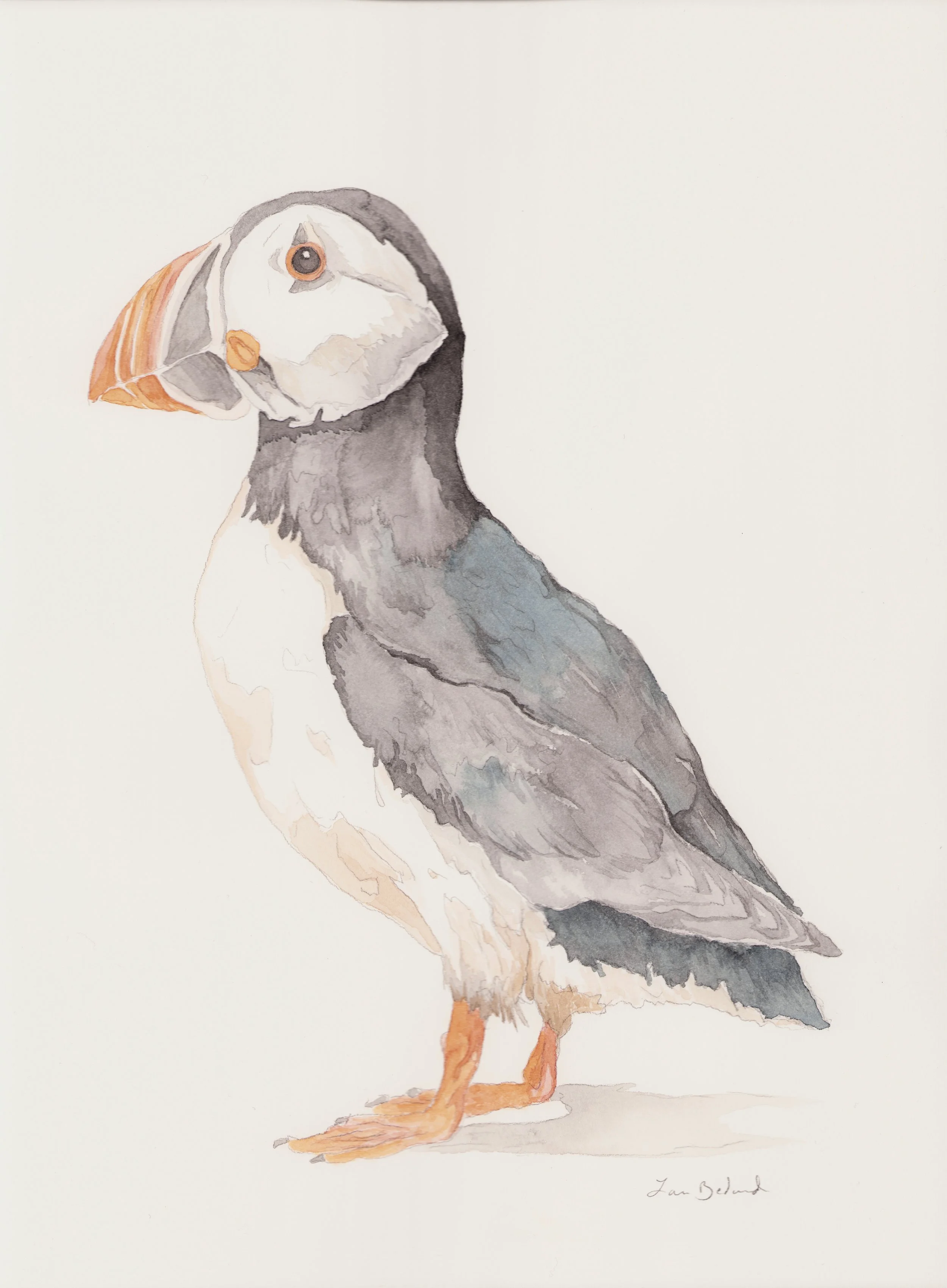 Puffin (2025) Watercolor 9×12”