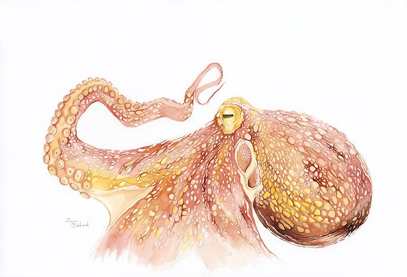 Octopus Thinking