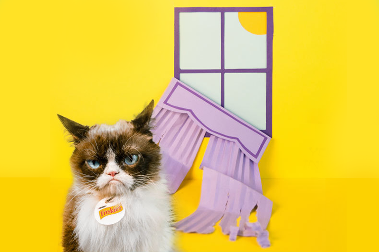 GrumpyCat_Curtains.png