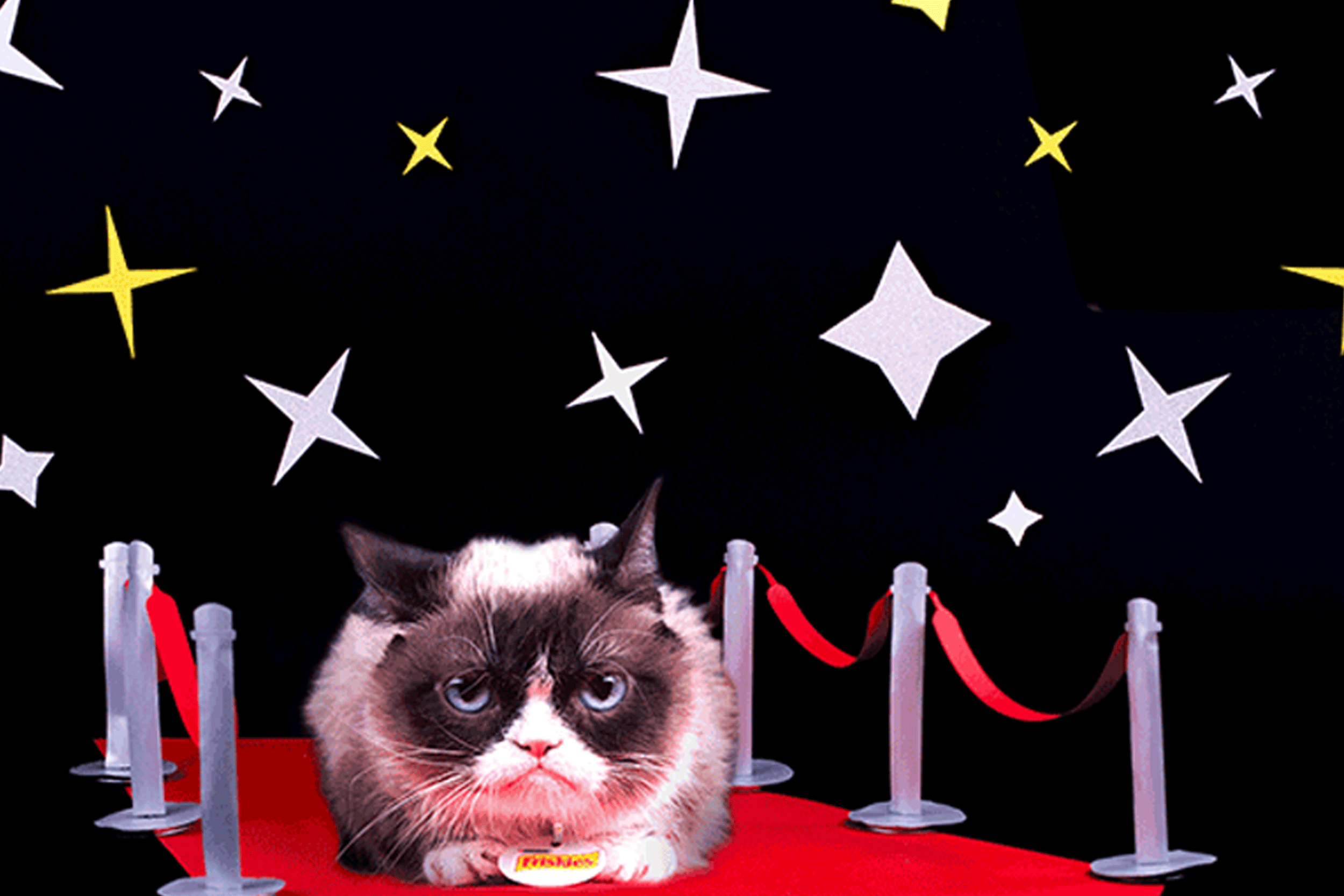 GrumpyCatImages_Gif.gif