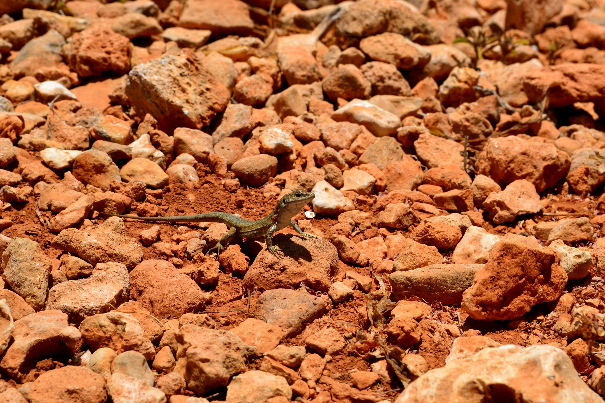 Take Action Thursday