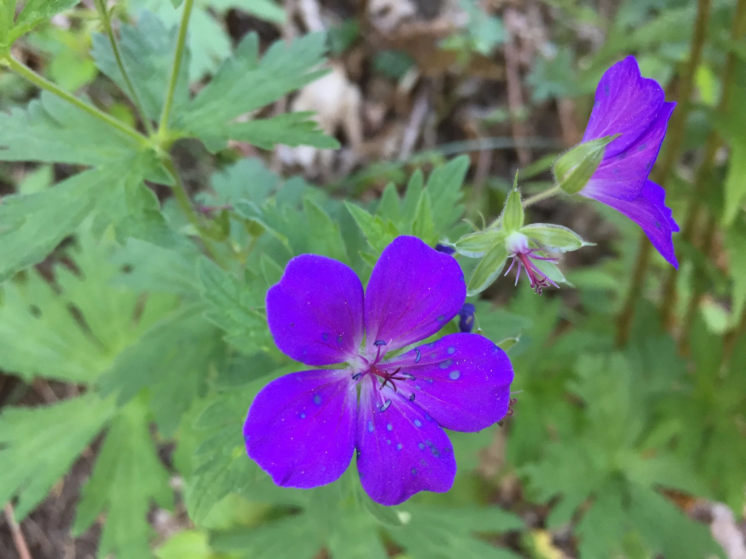 Launch Party Preparation 