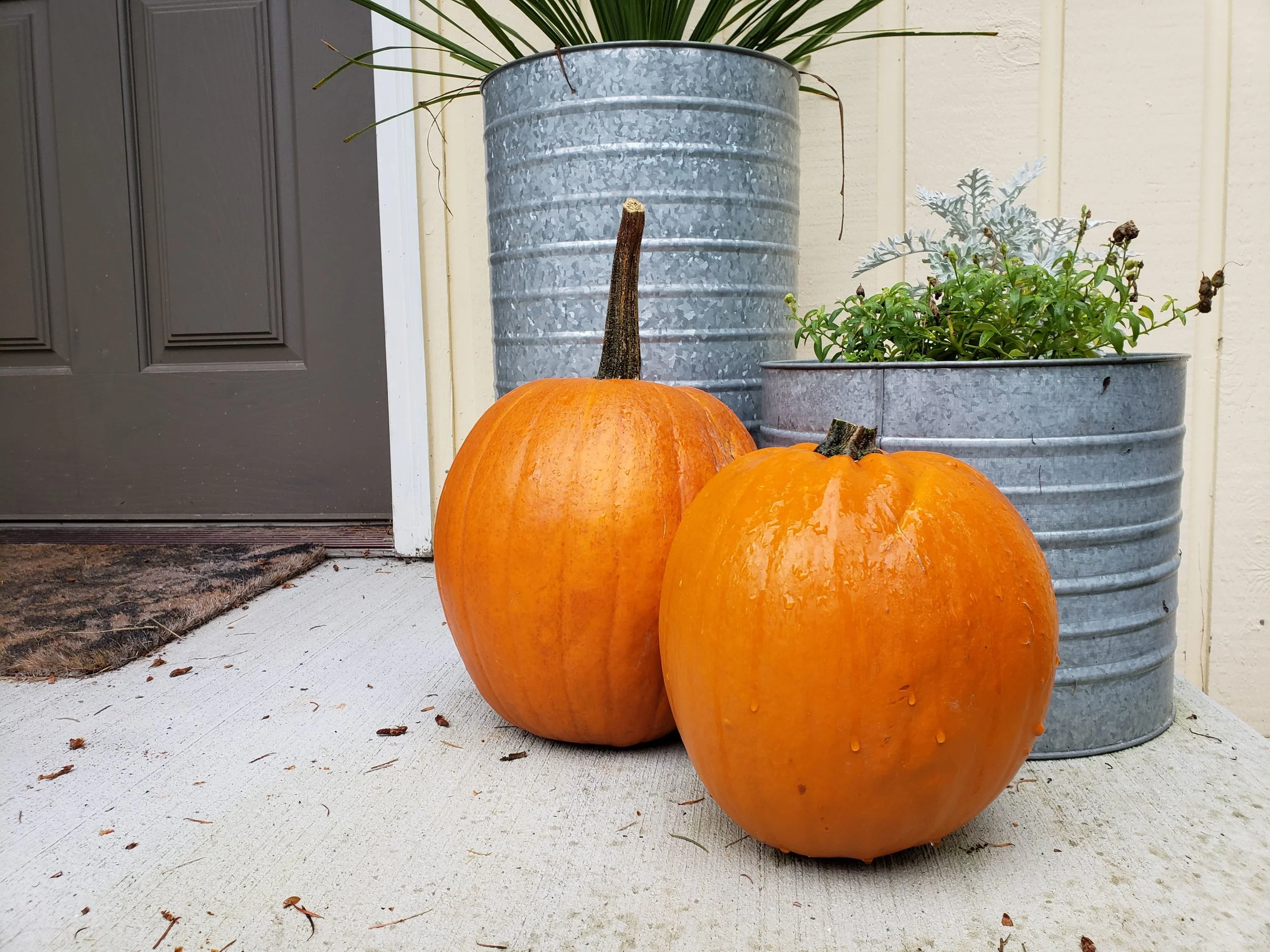 pumpkins.jpg