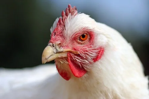 Evening News Update for April 21, 2020