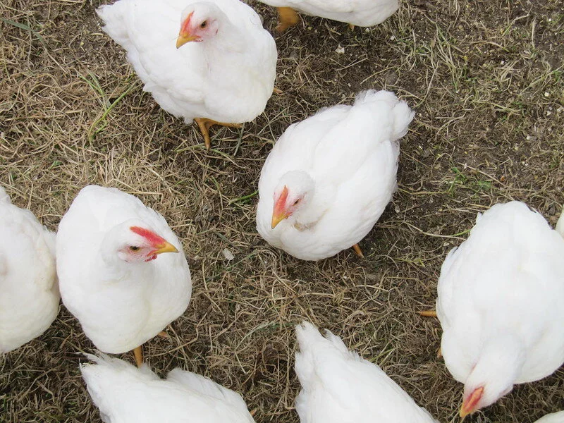 Noon News Update for April 29, 2020