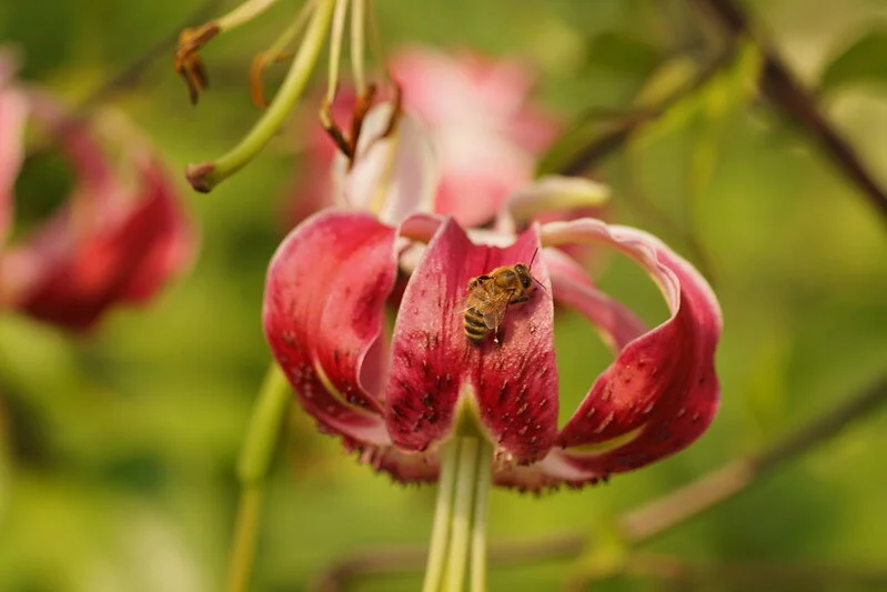 Week ends with low COVID-19 numbers; 🐝 BC Day of the Honey Bee 