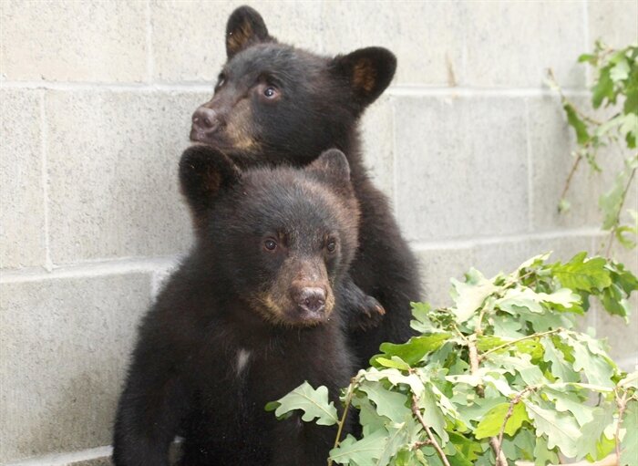 Former conservation officer vindicated by BC Court of Appeal; Family members of Chantal Moore believe her death was racially motivated incident