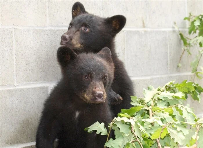Former conservation officer vindicated by BC Court of Appeal; Family members of Chantal Moore believe her death was racially motivated incident episode artwork