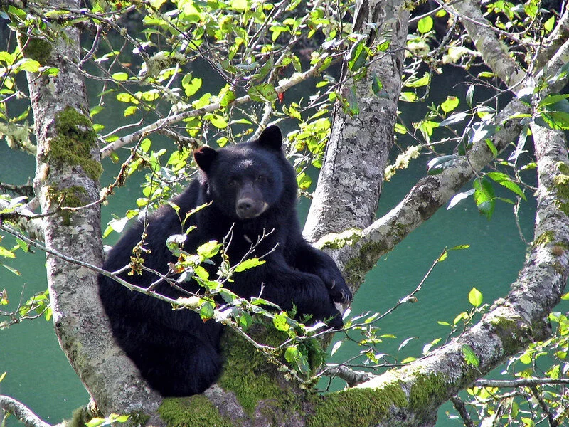 Port Hardy ninth municipality to be registered as "Bear Smart"