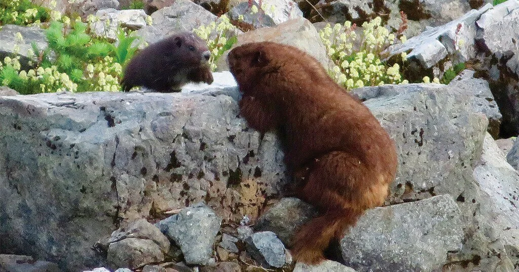 Vancouver Island Marmots safe from Green Mountain Fire