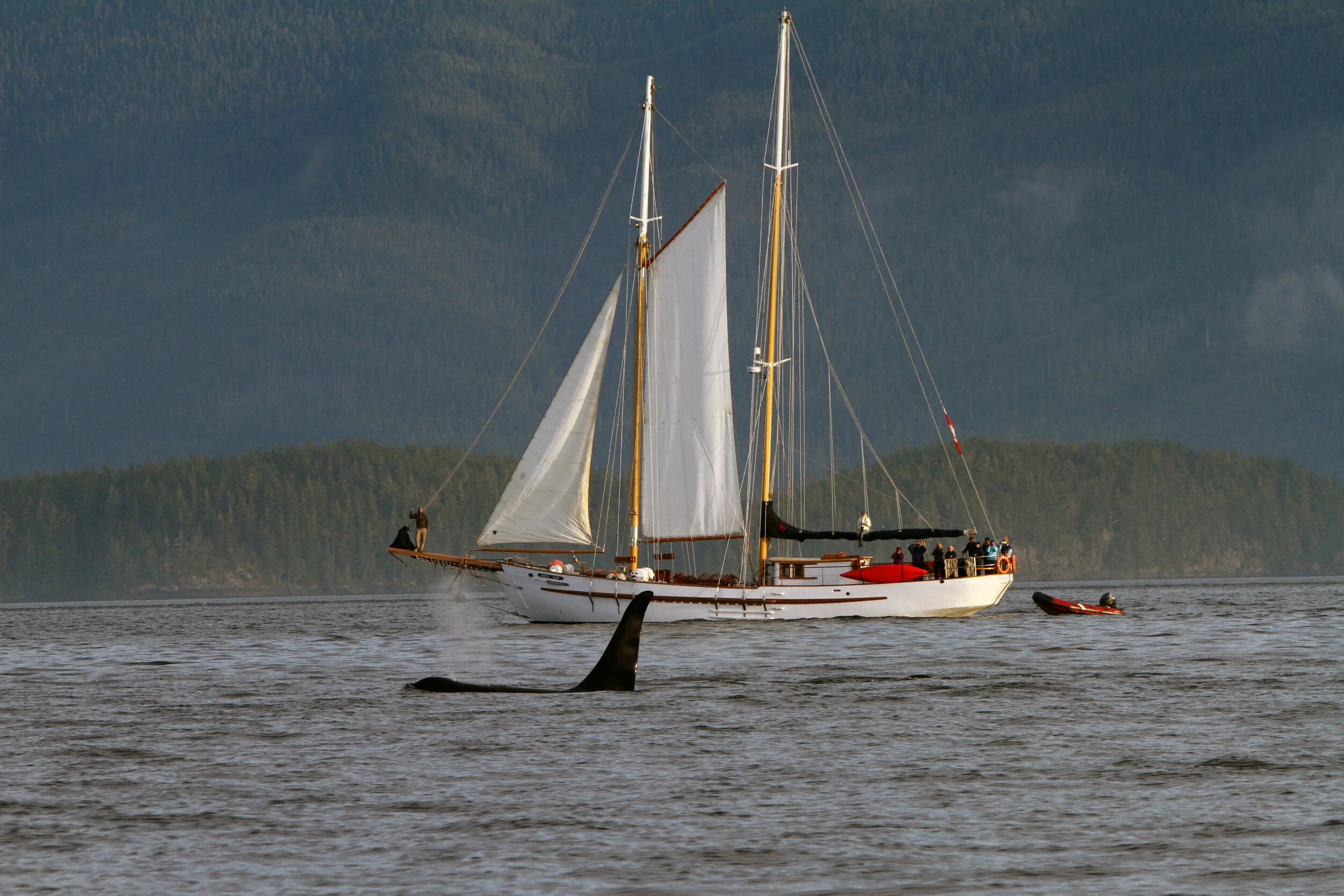 Wilderness tour operators along the B.C. coast are hoping to stay afloat with a government sponsored program to clean up ocean pollution