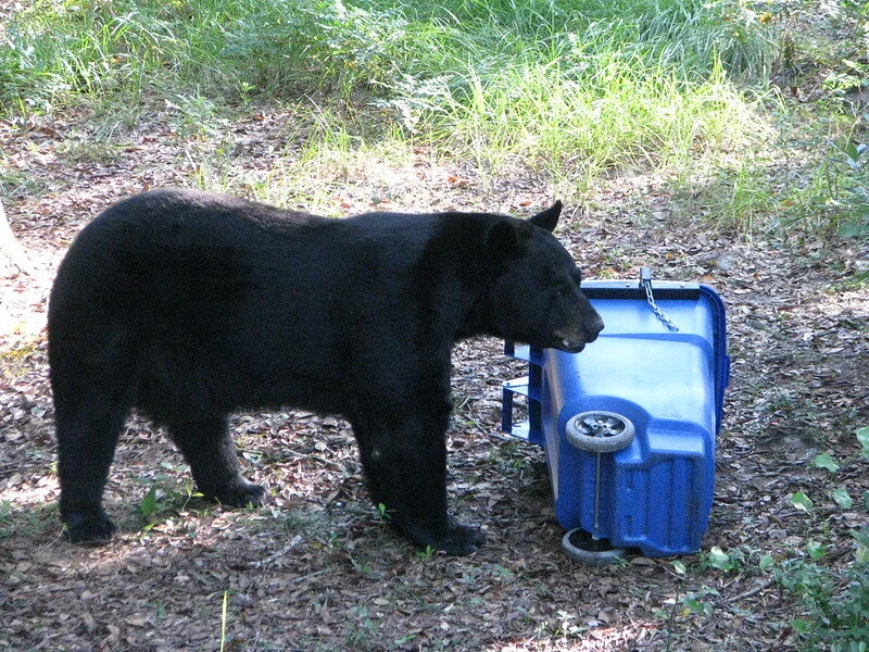 Be prepared to bear with the fines if you leave your garbage out over night episode artwork