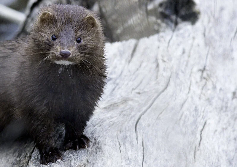 Call to end mink farming due to risk to human health episode artwork
