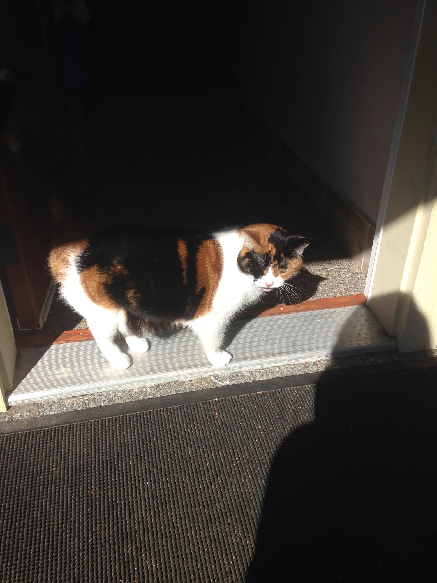 Controversial kitty bylaw ratified episode artwork
