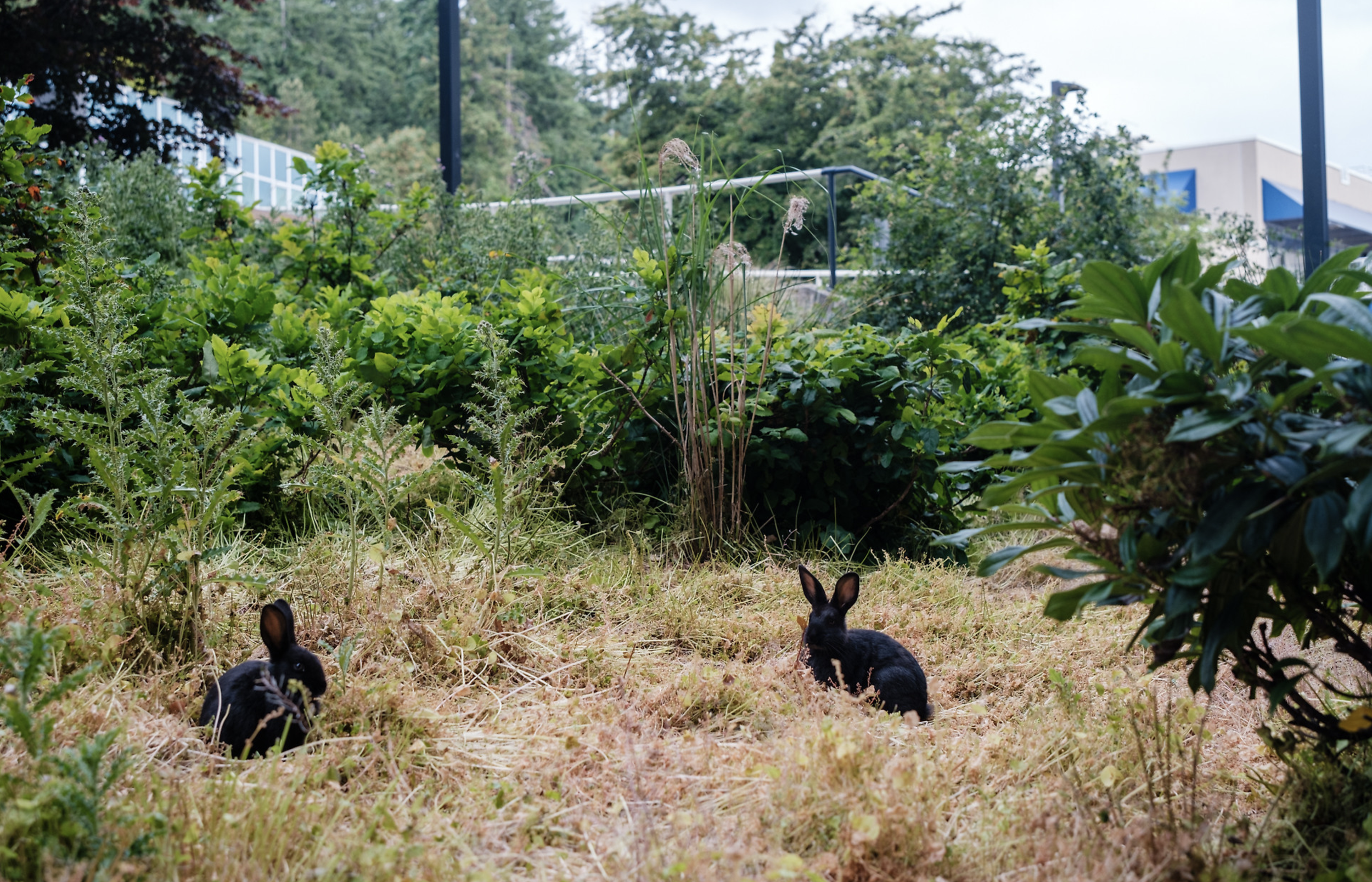 Bunnies on campus.